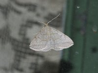 Grayish Zanclognatha Moth